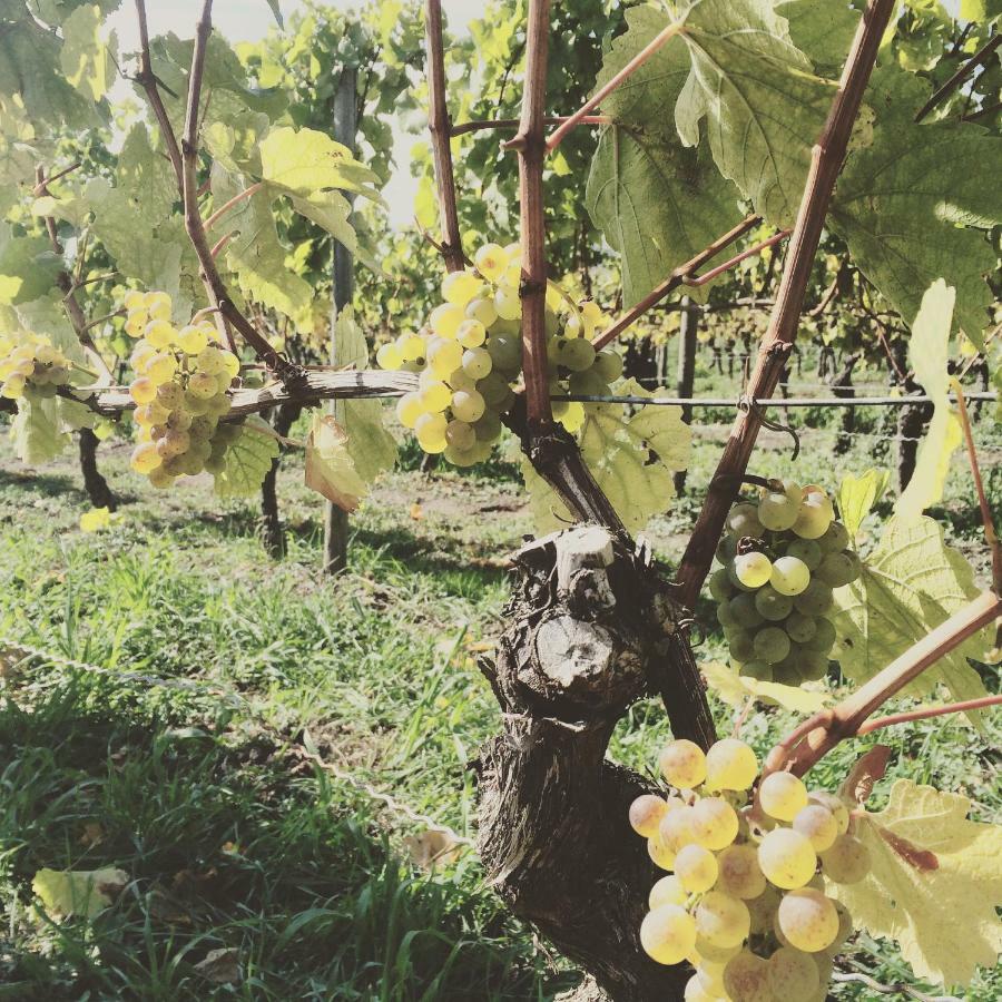 Weingut Gaestehaus Weigand Iphofen Bagian luar foto
